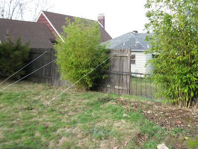 The backyard fence