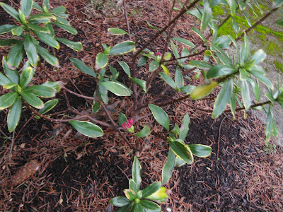 The daphne is blooming!