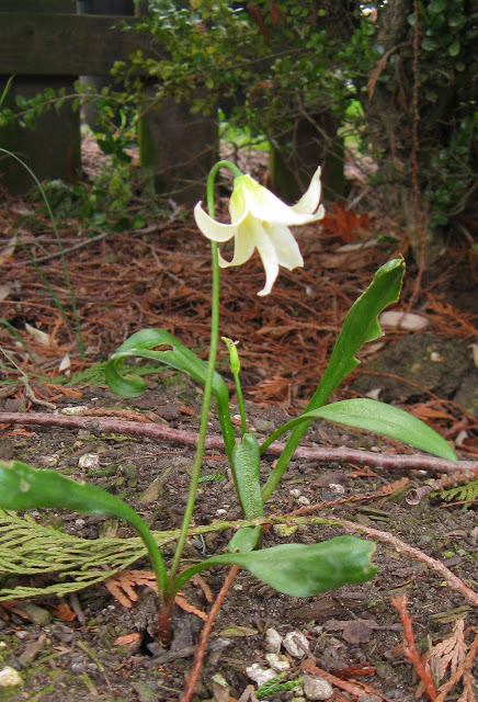 Erythronium oregonum