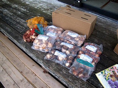 Things I learned while I was planting 160 tulip bulbs last night