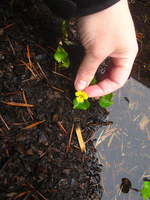 Just some updates on the rain garden