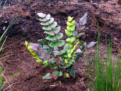 Say yes to mahonia!