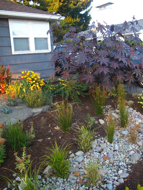 Want to build your own rain garden?