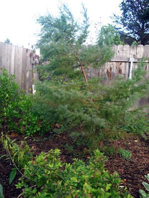 My poor tree