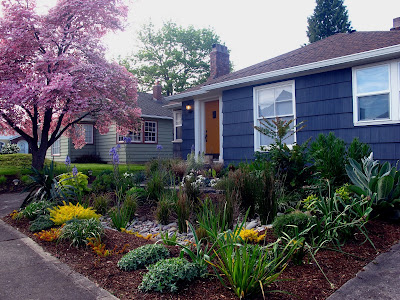 Checking in on the front yard