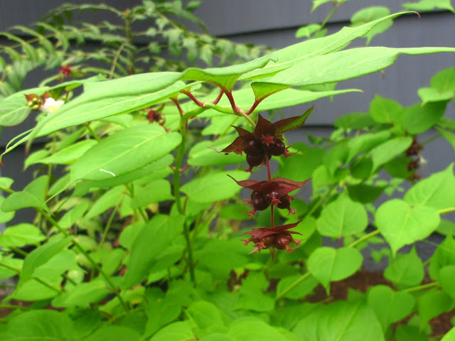 Leycesteria formosa, my favorite plant in the garden this week