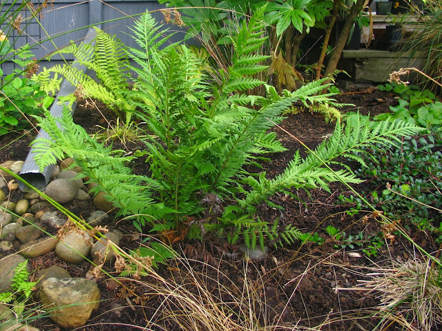 Woodwardia fimbrata, my favorite plant in the garden this week