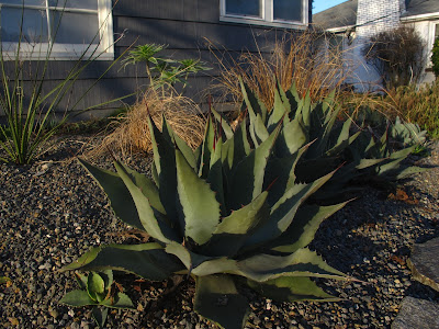 The Michelle Duggar of agaves