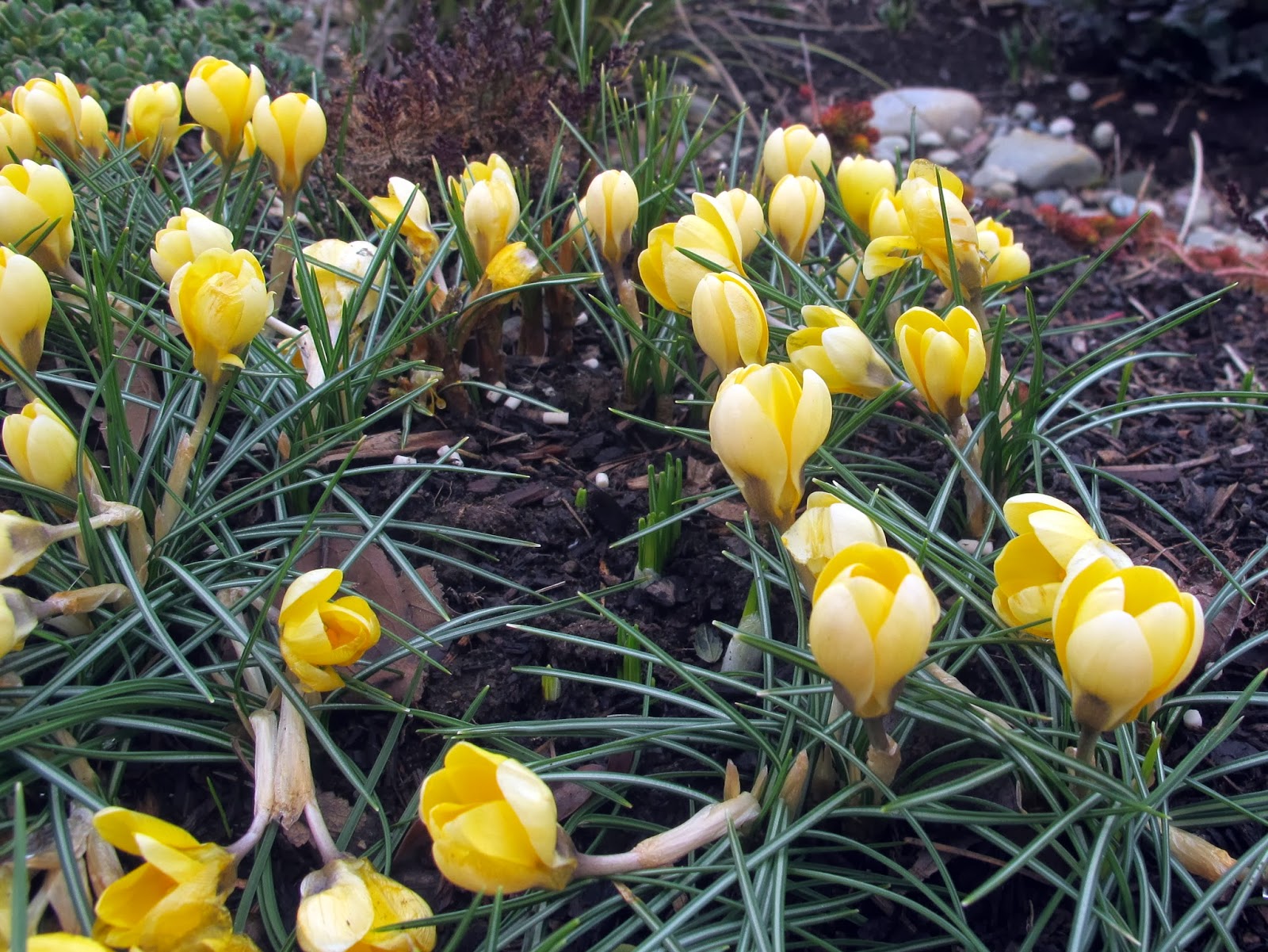 Garden bloggers’ bloom day February 2014