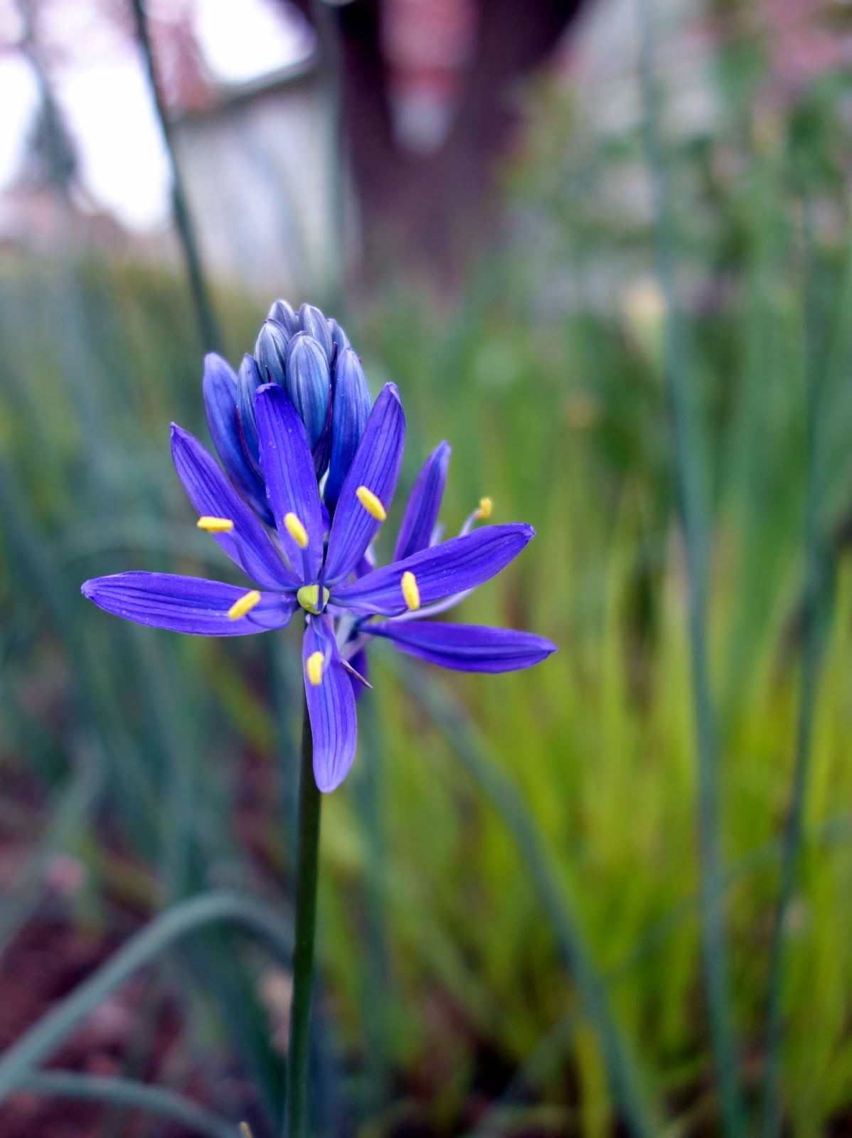 Garden bloggers’ bloom day, May 2014