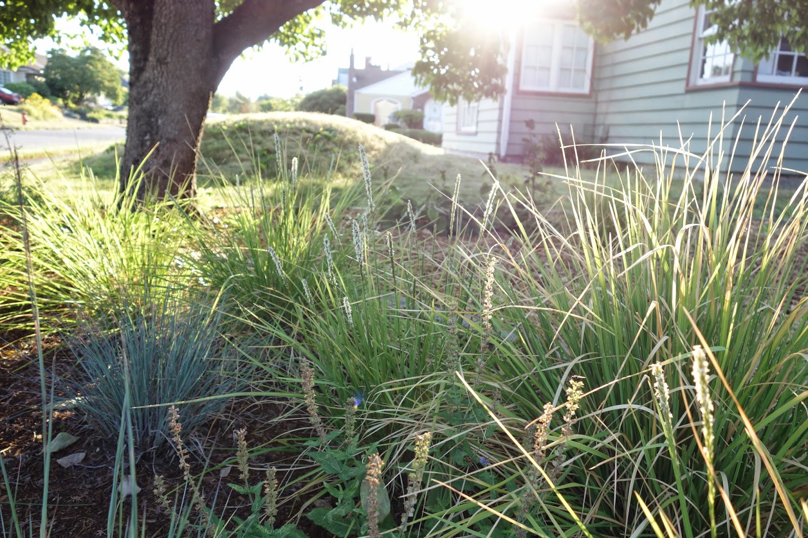 Garden bloggers’ bloom day July 2014