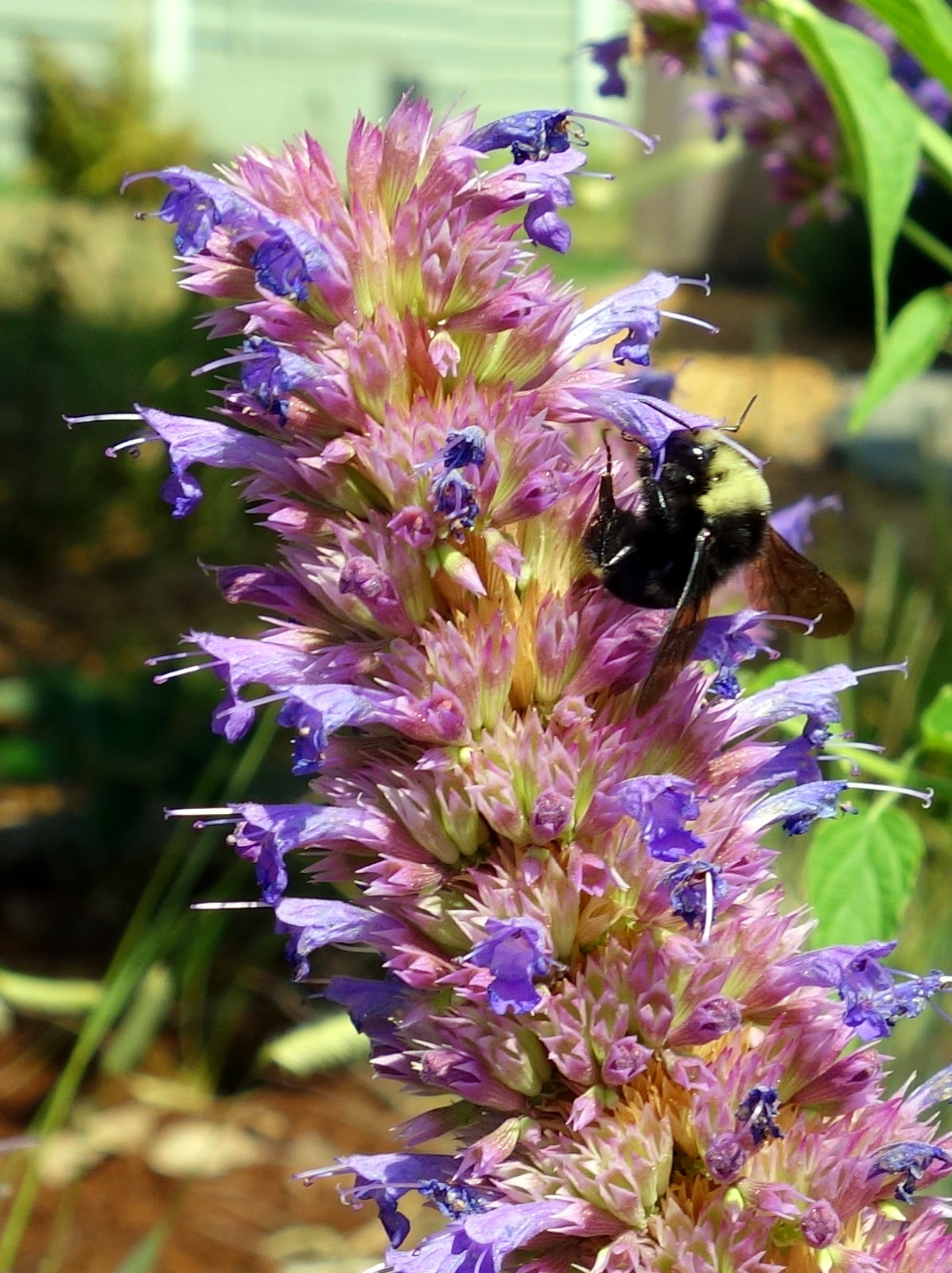 Garden bloggers’ bloom day, August 2014