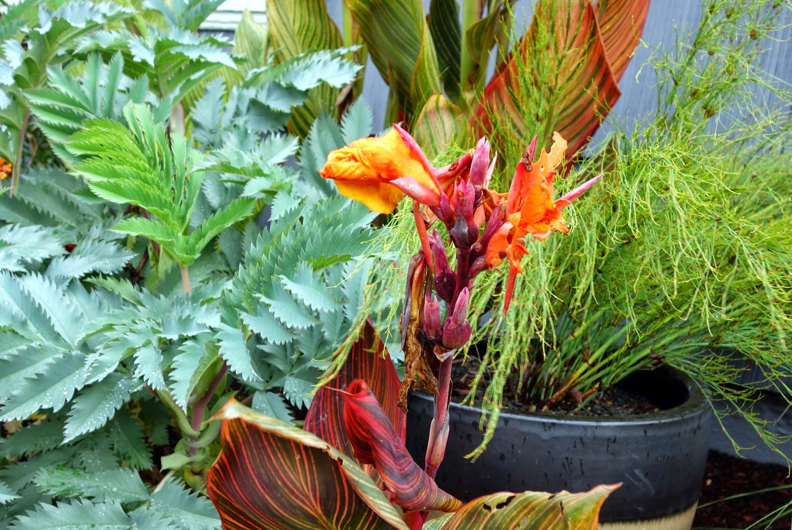 Garden bloggers’ bloom day October 2014