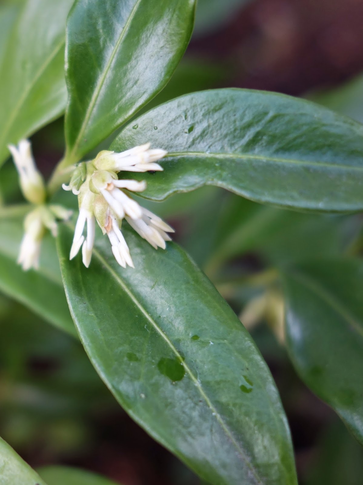 Garden bloggers’ bloom day February 2015.
