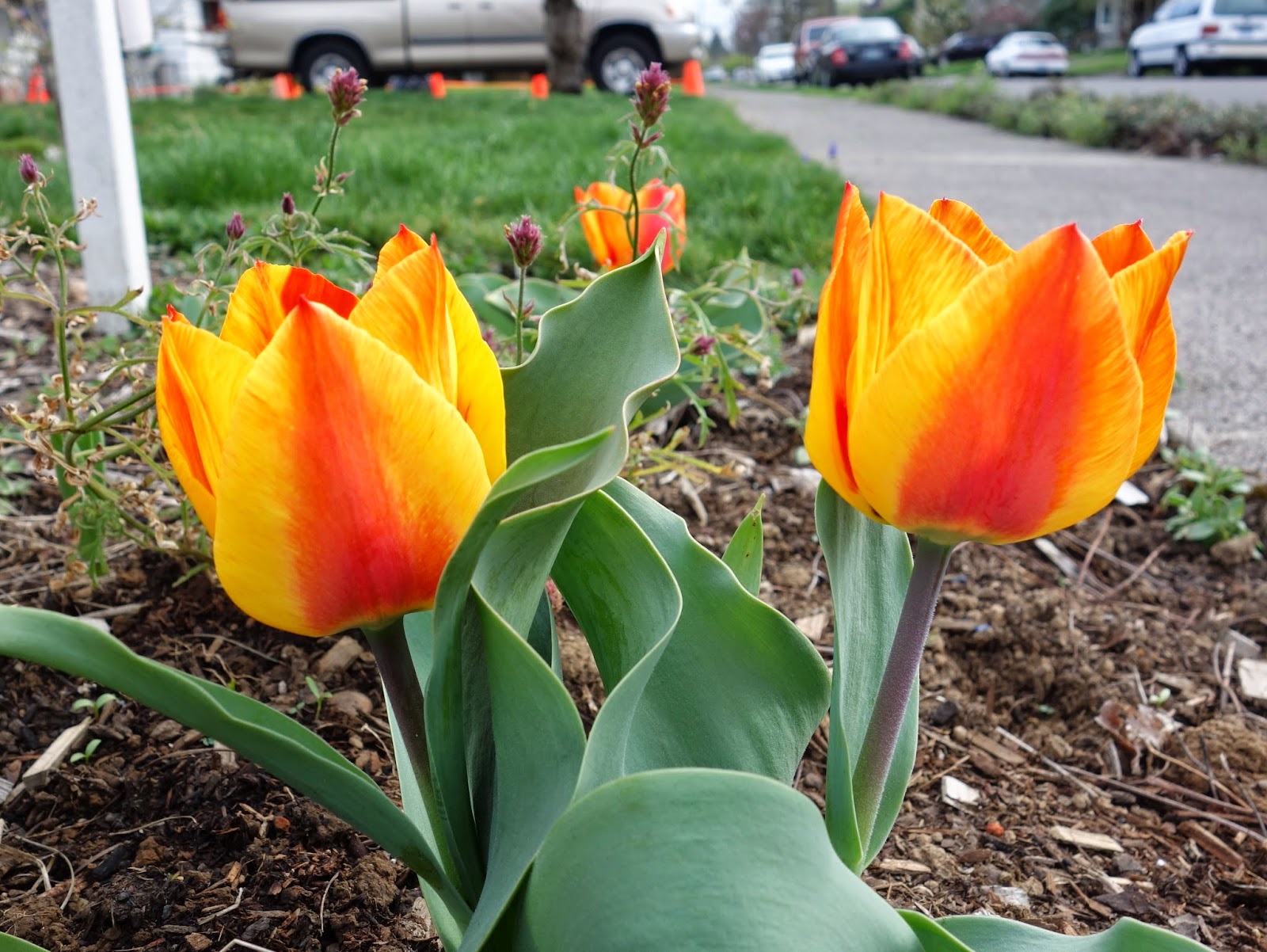 Garden bloggers’ bloom day March 2015