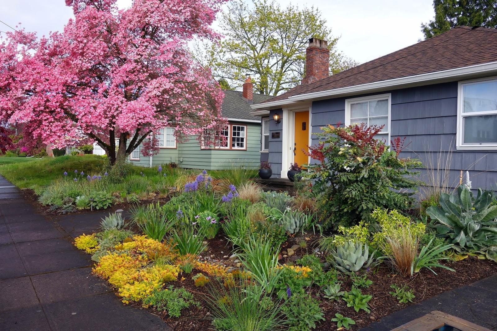 Garden bloggers’ bloom day April 2015