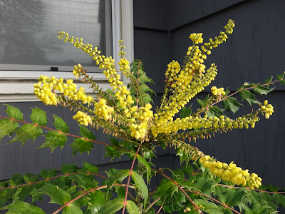 Garden Bloggers’ Bloom Day January 2016