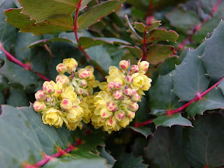 Garden Bloggers’ Bloom Day March 2016