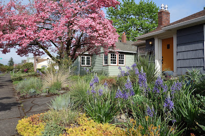 Garden Bloggers’ Bloom Day April 2016