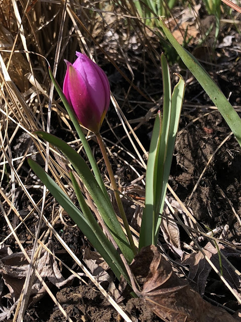Garden Bloggers’ Bloom Day March 2018