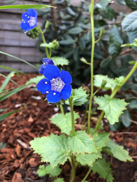 Garden Bloggers’ Bloom Day May 2018