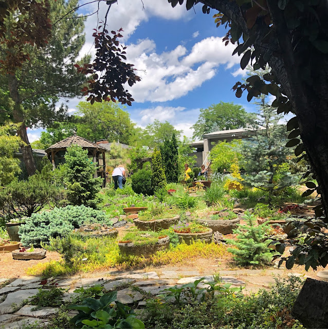 Diary of a wimpy gardener