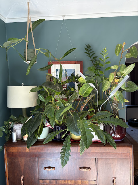 Trying new plants, just because you can